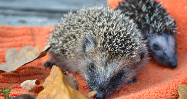 Der linke Igel hätte im Garten zugefüttert werden können, der kleinere Igel braucht noch Milch (Foto: Hamburger Tierschutzverein von 1841 e. V.)